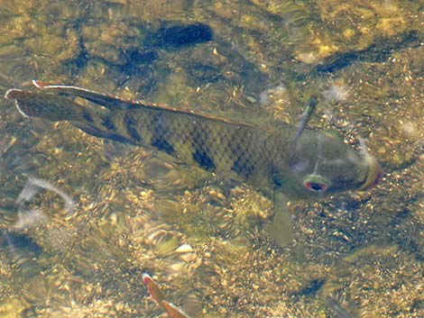 Talapia (Tilapia mariae)