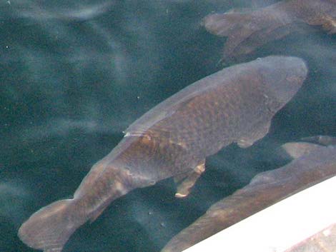 Common Carp (Cyprinus carpio)