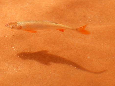 Speckled Dace (Rhinichthys osculus)