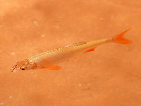 Speckled Dace (Rhinichthys osculus)