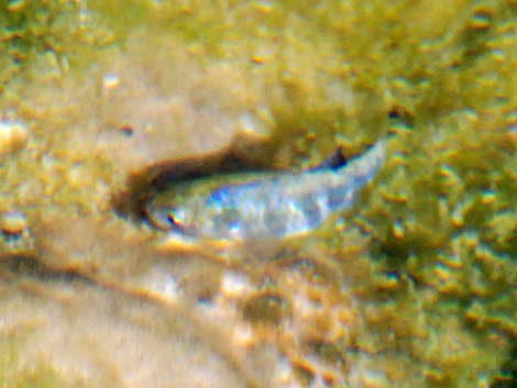 Ash Meadows Amargosa Pupfish (Cyprinodon nevadensis mionectes)