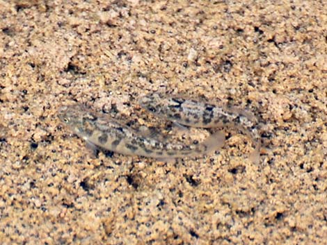 Salt Creek Pupfish (Cyprinodon salinus salinus)