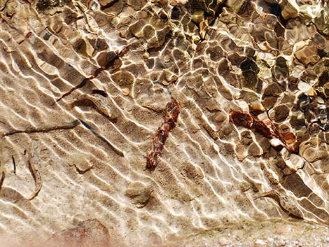 Salt Creek Pupfish (Cyprinodon salinus salinus)