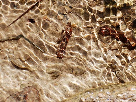 Salt Creek Pupfish (Cyprinodon salinus salinus)