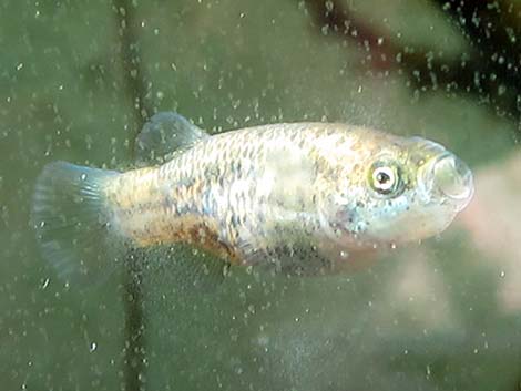 Pahrump Poolfish (Empetrichthys latos latos)