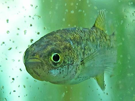 Pahrump Poolfish (Empetrichthys latos latos)