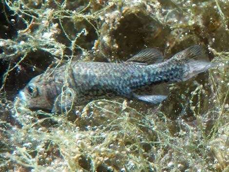 Pahrump Poolfish (Empetrichthys latos latos)