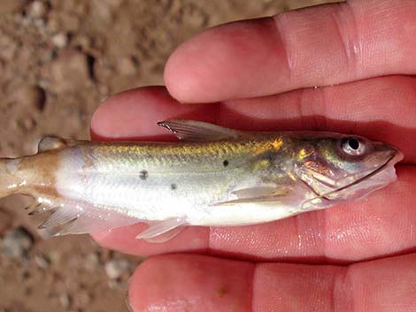 Channel Catfish (Ictalurus punctatus)