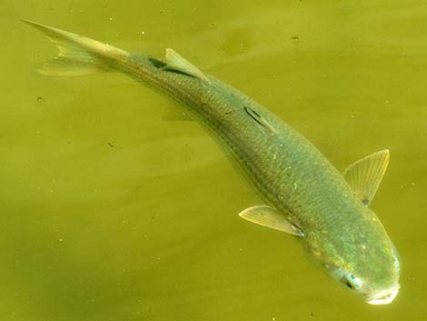 Striped Mullet (Mugil cephalus)