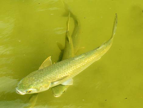 Striped Mullet (Mugil cephalus)