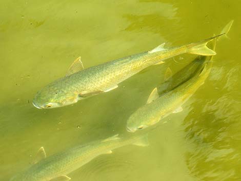 Striped Mullet (Mugil cephalus)