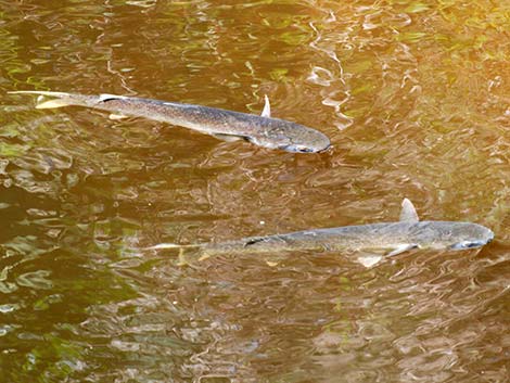 Striped Mullet (Mugil cephalus)