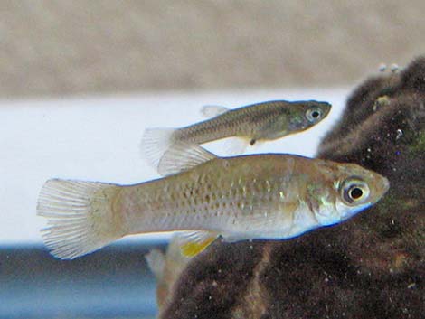 Mosquitofish (Gambusia affinis)