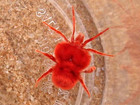 Velvet Mite (Family Trombidiidae, Dinothrombium spp.)