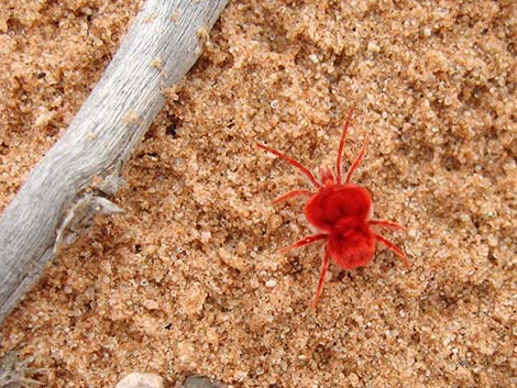 Velvet Mite (Family Trombidiidae, Dinothrombium spp.)