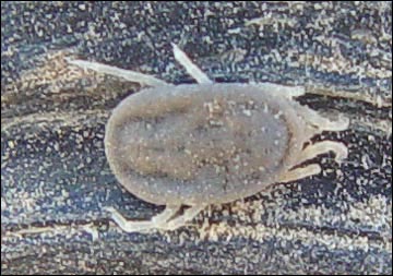 Ornithodorus turicata on desert tortoise