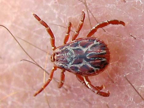 Bighorn Sheep Tick (Dermacentor hunteri), male