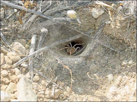 Funnel Weaver Spider (Family Agelenidae)