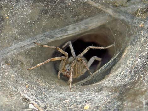 Funnel Weaver Spider (Family Agelenidae)