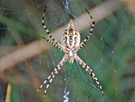 Araneidae