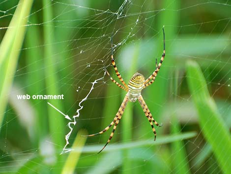 Araneidae