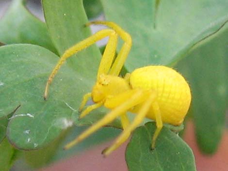 Crab Spider (Family Thomisidae)