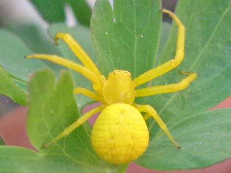 Crab Spider (Family Thomisidae)