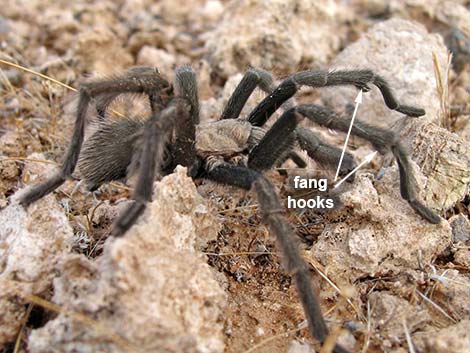 Desert Tarantula (Aphonopelma iodius)