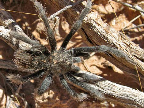 Mojave Tarantula (Aphonopelma mojave)