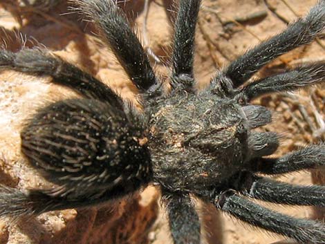 Mojave Tarantula (Aphonopelma mojave)