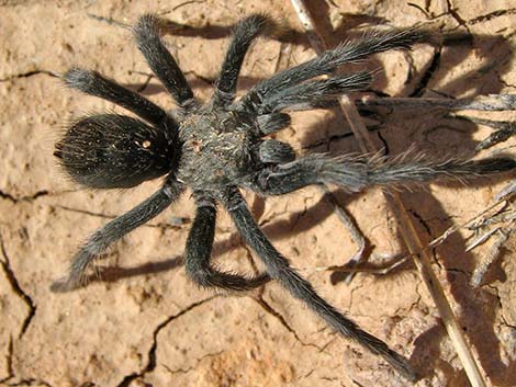 Mojave Tarantula (Aphonopelma mojave)