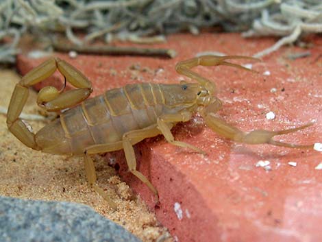 Bark Scorpion (Centruroides sculpturatus)