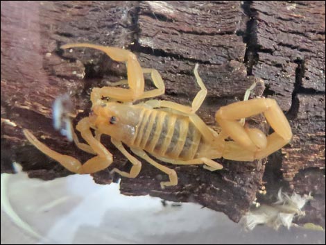 Bark Scorpion (Centruroides sculpturatus)