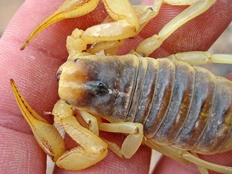 Giant Desert Hairy Scorpion (Hadrurus arizonensis)