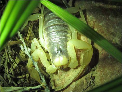 Giant Desert Hairy Scorpion (Hadrurus arizonensis)