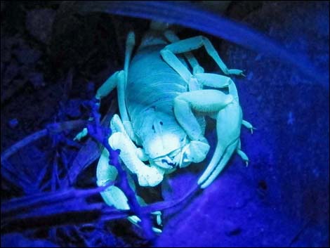 Giant Desert Hairy Scorpion (Hadrurus arizonensis)