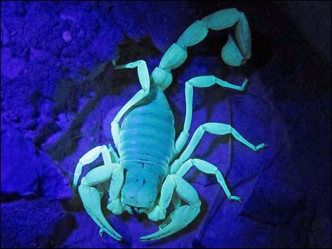 Giant Desert Hairy Scorpion (Hadrurus arizonensis)