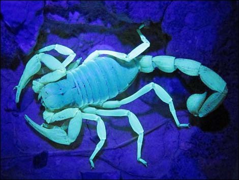 Giant Desert Hairy Scorpion (Hadrurus arizonensis)