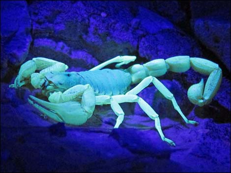 Giant Desert Hairy Scorpion (Hadrurus arizonensis)