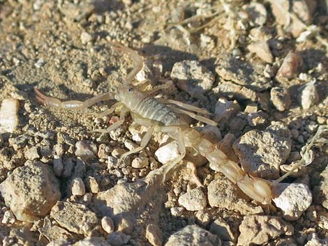 Giant Desert Hairy Scorpion (Hadrurus arizonensis)