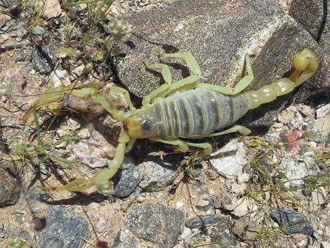 Giant Desert Hairy Scorpion (Hadrurus arizonensis)