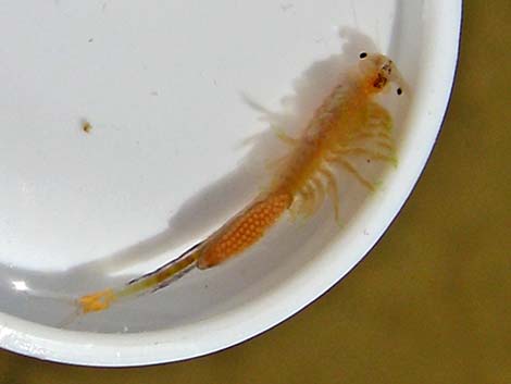 Fairy Shrimp (Order Anostraca)