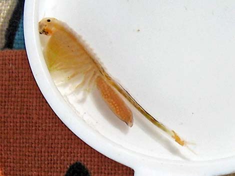 Fairy Shrimp (Order Anostraca)