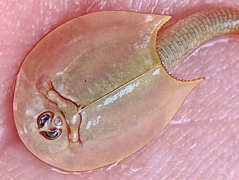 Tadpole Shrimp (Triops newberryi)