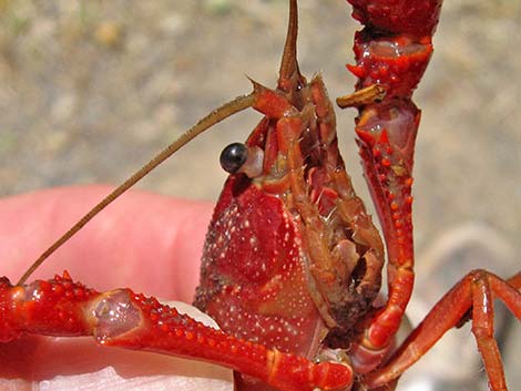 Red Swamp Crayfish (Procambarus clarkii)