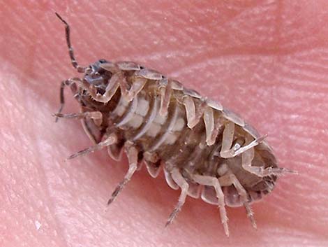 Common Pillbug (Armadillidium vulgare)