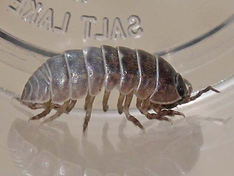 Common Pillbug (Armadillidium vulgare)