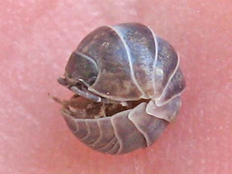 Common Pillbug (Armadillidium vulgare)