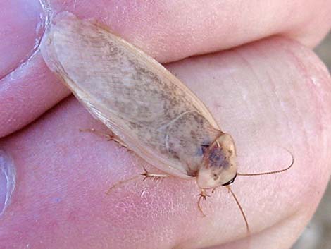 Desert Roach (Arenivaga spp.)