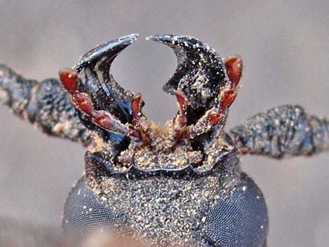 Palo Verde Root Borer (Derobrachus hovorei)